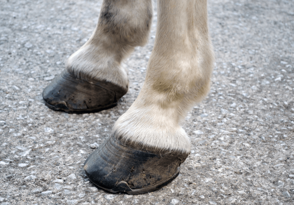 equine foot care